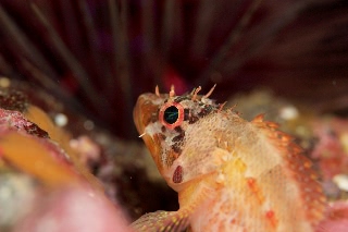 「イソカサゴ」のサムネイル画像