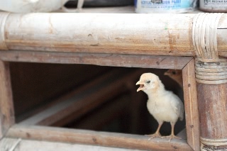 「無題」のサムネイル画像