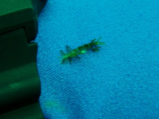 「ワレカラの仲間」のサムネイル画像