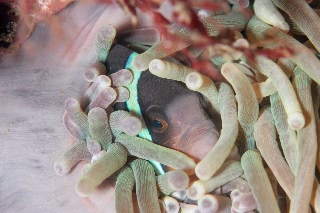 「クマノミ(Anemonefish)」のサムネイル画像