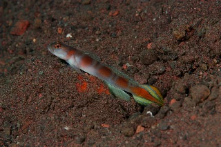 「ヤノダテハゼ(Flag-tail shrimp Goby)」のサムネイル画像