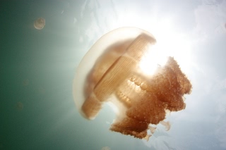 「タコクラゲ(@JELLYFISH LAKE)」のサムネイル画像