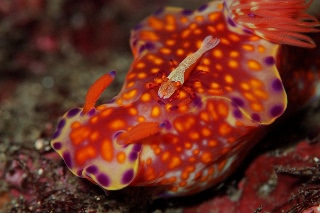 「ウミウシカクレエビ(Imperial partner shrimp)」のサムネイル画像