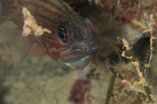 「無題」のサムネイル画像