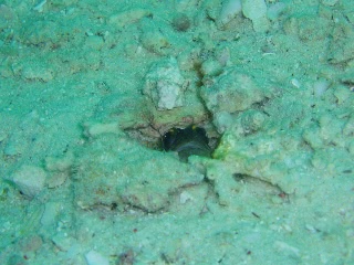 「ゴールドスペックジョーフィッシュ(gold-specs jawfish)」のサムネイル画像