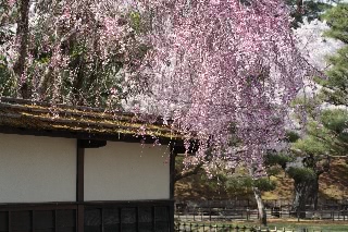 「シダレザクラ」のサムネイル画像