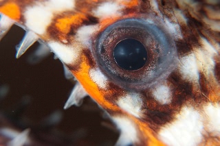 「トラウツボ」のサムネイル画像