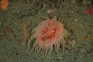 「無題」のサムネイル画像