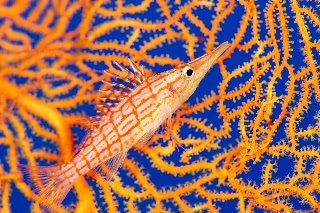 「クダゴンベ(longnose hawkfish)」のサムネイル画像