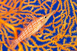 「クダゴンベ(longnose hawkfish)」のサムネイル画像