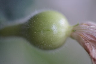 「千成瓢箪」のサムネイル画像