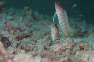 「ゴールドスペックジョーフィッシュ(gold-specs jawfish)」のサムネイル画像