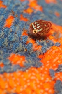 「ホテイウオ(ゴッコ)」のサムネイル画像