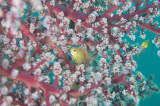 「メラネシアンアンティアス(Meranesian anthias)」のサムネイル画像