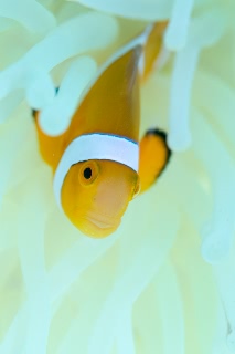 「カクレクマノミ(Western Clown Anemonefish)」のサムネイル画像