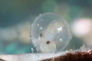 「ギンオビイカ」のサムネイル画像