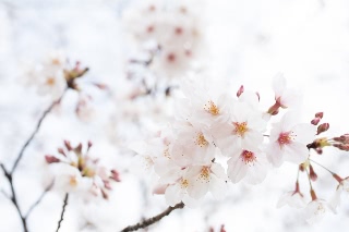 「ソメイヨシノ(染井吉野)」のサムネイル画像