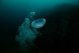 「ミズクラゲ(Moon Jelly)」のサムネイル画像