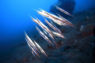 「ヘコアユ(Shrimpfish,Razorfish)」のサムネイル画像