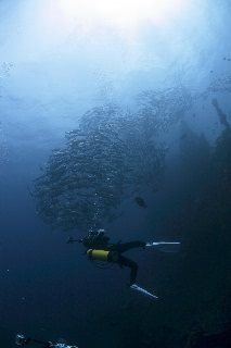 「ギンガメアジ(Bigeye trevally)」のサムネイル画像