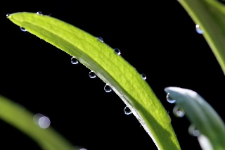 「矢車草」のサムネイル画像