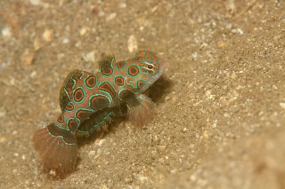 「ピクチャ－ドラゴネット(picture dragonet)」のサムネイル画像