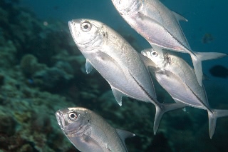 「ギンガメアジ(Bigeye trevally)」のサムネイル画像