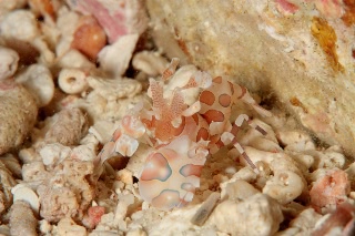 「フリソデエビ(Harlequin shrimp)」のサムネイル画像