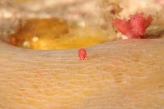 「エビの仲間」のサムネイル画像
