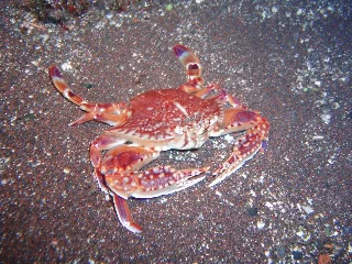 「イボガザミ」のサムネイル画像