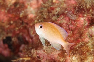 「ケラマハナダイ(Stocky Anthias)」のサムネイル画像