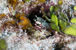 「エリグロギンポ」のサムネイル画像