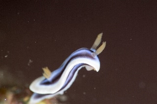 「シライトウミウシ」のサムネイル画像