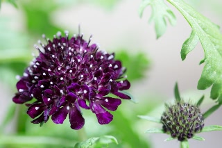 「Black Knight(ブラックナイト)」のサムネイル画像