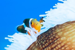 「カクレクマノミ(Western Clown Anemonefish)」のサムネイル画像