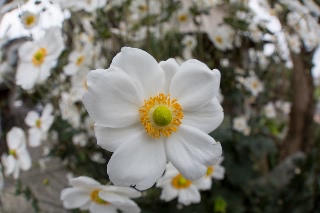 「シュウメイギク」のサムネイル画像