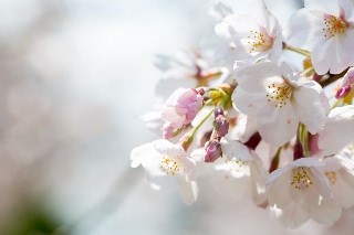 「ソメイヨシノ(染井吉野)」のサムネイル画像