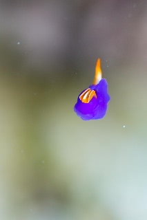 「ムラサキウミコチョウ」のサムネイル画像