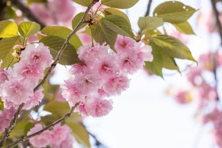 「ヤエザクラ」のサムネイル画像