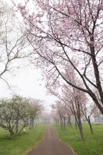 「オオヤマザクラ(エゾヤマザクラ,ベニヤマザクラ)」のサムネイル画像