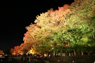 「紅葉祭り」のサムネイル画像