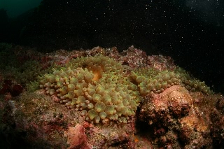 「サンゴイソギンチャク」のサムネイル画像