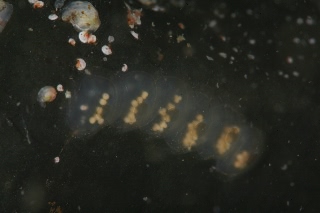 「無題」のサムネイル画像