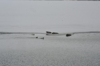 「アザラシ」のサムネイル画像