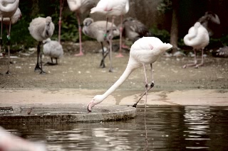 「フラミンゴ」のサムネイル画像