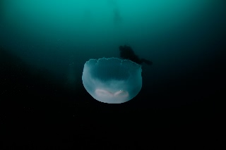 「ミズクラゲ(Moon Jelly)」のサムネイル画像