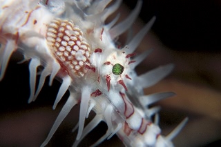 「ニシキフウライウオ(Ghost pipe fish)」のサムネイル画像