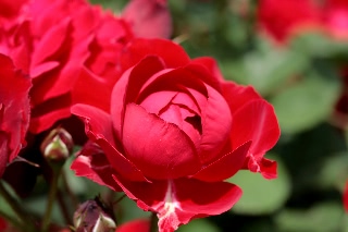 「ローズマリー」のサムネイル画像