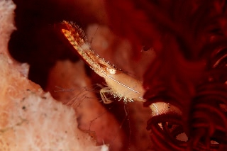 「コガラシエビ(Plumed shrimp)」のサムネイル画像