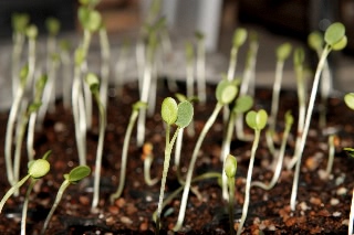 「ベニバナツメクサ(ストローベリーキャンドル)」のサムネイル画像